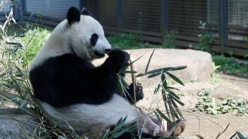 أنثى باندا تضع مولودا بعد خمسة أعوام من نفوق مولود سابق