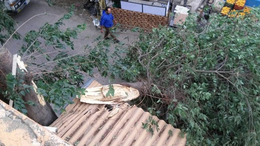 الرياح تسقط أشجارا وتلحق أضرارا بموسم الفاكهة في الضنية