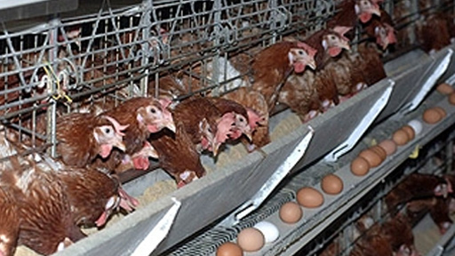 السعودية توقف واردات الدواجن والبيض من بلجيكا بسبب إنفلونزا الطيور