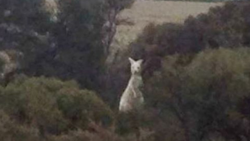 كاميرا مزارع ترصد حيوانا نادرا