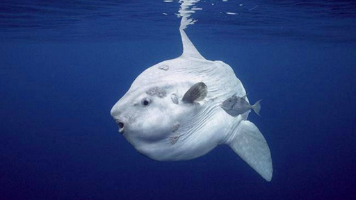 اكتشاف أنواع ضخمة من سمك شمس المحيط