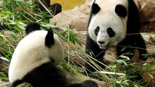 باندا عملاقة في حديقة حيوانات بفرنسا تضع شبلين قبل نفوق أحدهما