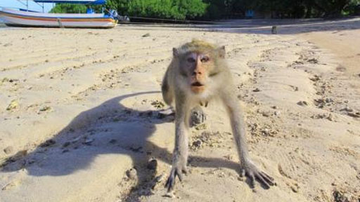 إندونيسيا تستعين بالشرطة لطرد القرود من المناطق السكنية