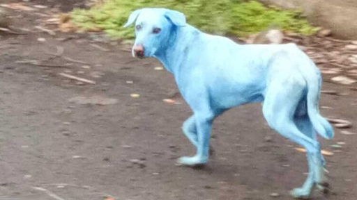 كلاب زرقاء تظهر في الهند