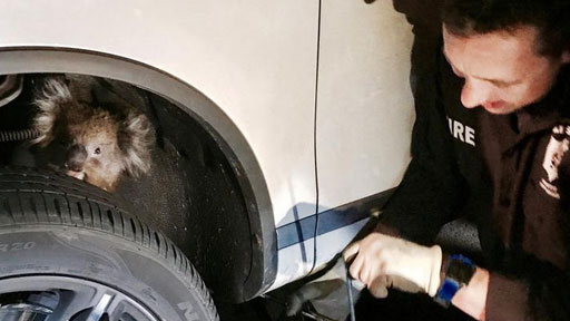 نجاة أنثى كوالا علقت أسفل سيارة رباعية الدفع لمسافة 16 كيلومترا