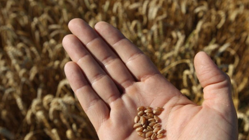 مصر.. خشخاش في شحنتي قمح