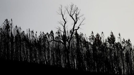 مقتل 27 شخصا في حرائق غابات بالبرتغال