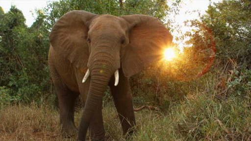 ترامب يتخذ قرارا مهما من أجل الفيلة