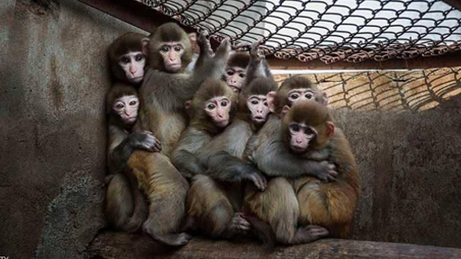 كارثة تقضي على 13 قردا بحديقة حيوان بريطانية