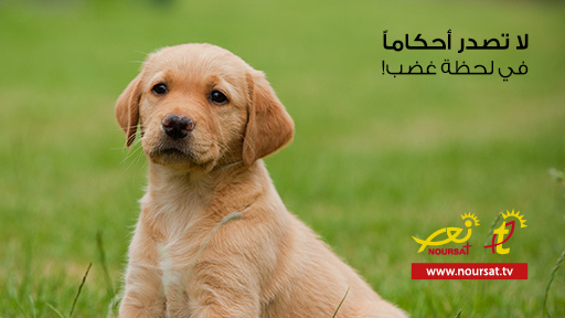 قصة اليوم : التريّث قبل الحكم