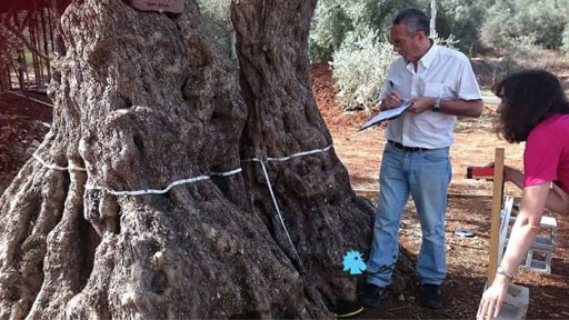 هل تثبت نظرية مجايلة اشجار زيتون في ديرميماس السيد المسيح؟