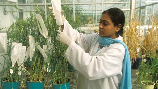 التنوّع الوراثي يصبح جزءاً في خطط التأقلم لتغيّر المناخ والتجاوب مع تحدياته