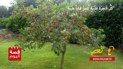 قصة اليوم : شجرة التفاح والولد