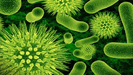 طريقة جديدة لاستخدام البكتيريا في زيادة المناعة