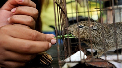 العلماء الروس: إيقاف الدورة الدموية قد يحمي الكلى