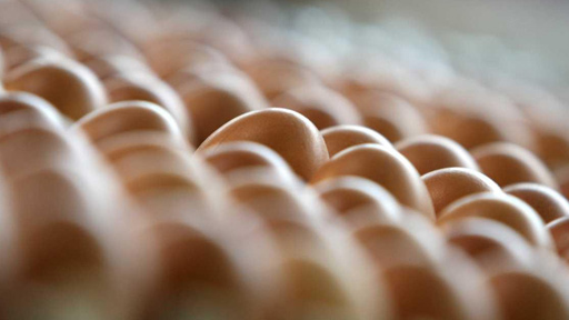 إيطاليا.. ضبط كميات كبيرة من "البيض المرعب"