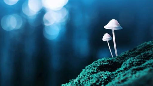 علماء يتوصلون لمادة في فطر عيش الغراب تعالج الاكتئاب