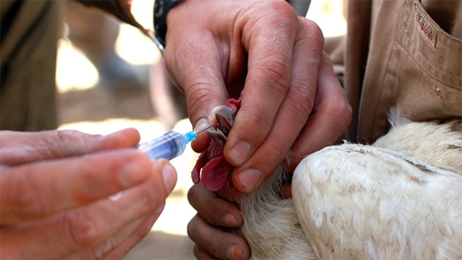 اليابان تؤكد ظهور حالة يشتبه أنها مصابة بإنفلونزا الطيور