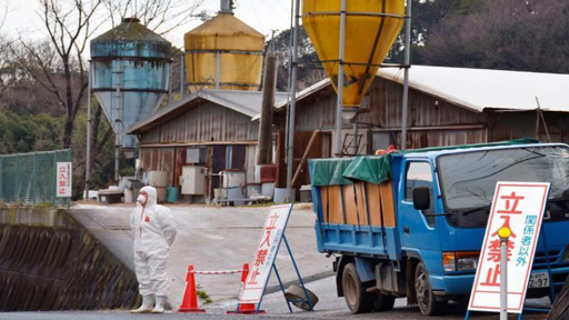 اليابان تبدأ في إعدام دجاج بعد تأكيد تفشي إنفلونزا الطيور