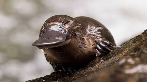 قريبا.. "حليب العصفور" دواءً ناجعًا